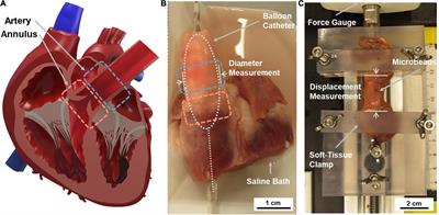 Characterization of main pulmonary artery and valve annulus region of piglets using echocardiography, uniaxial tensile testing, and a novel non-destructive technique